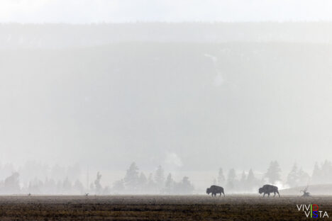 Bisons in a Snow Flurry, Yellowstone NP, Wyoming, USA