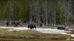 Bisons crossing a river in Yellowstone NP, Wyoming, USA