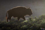 A Bison in the early morning light at Slough Creek in Yellowstone NP, Wyoming, USA