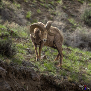 Bighorn Sheep, Yellowstone NP, Wyoming, USA