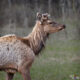 Elk, Grand Teton NP, Wyoming, USA