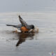 American Robin bathing in Grand Teton NP, Wyoming, USA