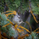 Blue-gray Gnatcatcher, Grand Teton NP, Wyoming, USA