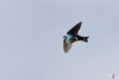 Tree Swallow, Grand Teton NP, Wyoming, USA