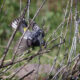 Yellow-rumped Warbler, Grand Teton NP, Wyoming, USA