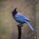 Steller's Jay, Grand Teton NP, Wyoming, USA