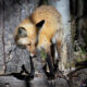 Red Fox, Grand Teton NP, Wyoming, USA