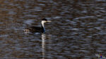 A Western Grebe in finely rippled water reflections before sunset at Oxbow Bend in Grand Teton NP, Wyoming, USA