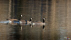 Canada Geese, Oxbow Bend, Grand Teton NP, Wyoming, USA