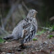 Ruffed Grouse, Grand Teton NP, Wyoming, USA