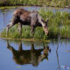 Moose, Grand Teton NP, Wyoming, USA