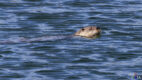 Otter, Grand Teton NP, Wyoming, USA