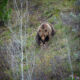 Grizzly Bear, Grand Teton NP, Wyoming, USA