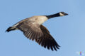 Canada Goose, Grand Teton NP, Wyoming, USA