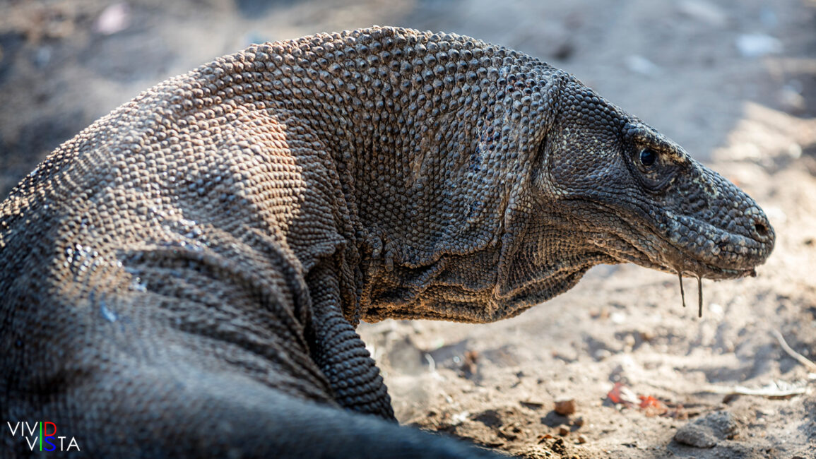 Komodo Dragon, Komodo NP, Indonesia 1F0A0092-1240_vividvista