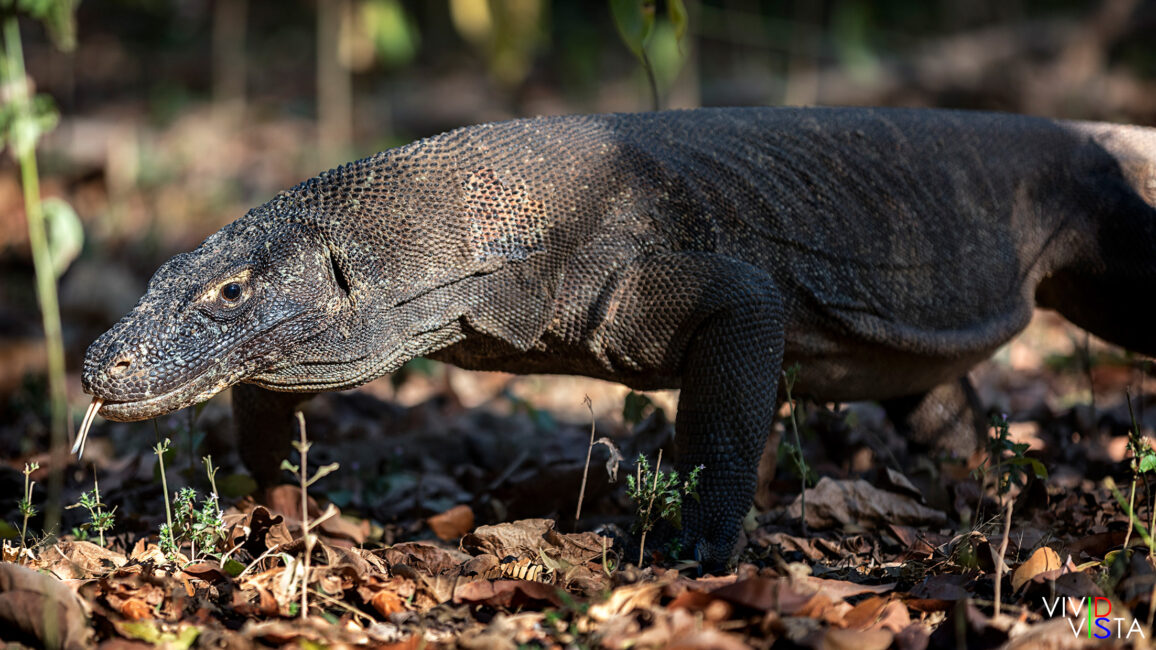 Komodo Dragon, Komodo NP, Indonesia 1F0A0280-1240_vividvista