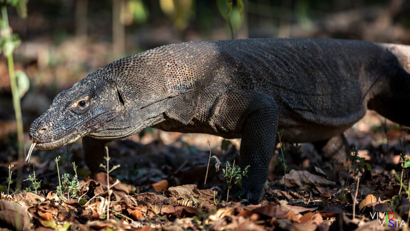 Komodo Dragon, Komodo NP, Indonesia 1F0A0280-1240_vividvista