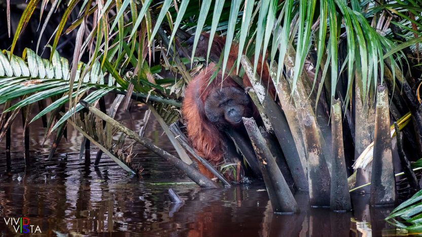 A male Orang Utan reaches down under water for juicy roots in Tanjung Puting NP on Borneo 1F0A0917_vividvista