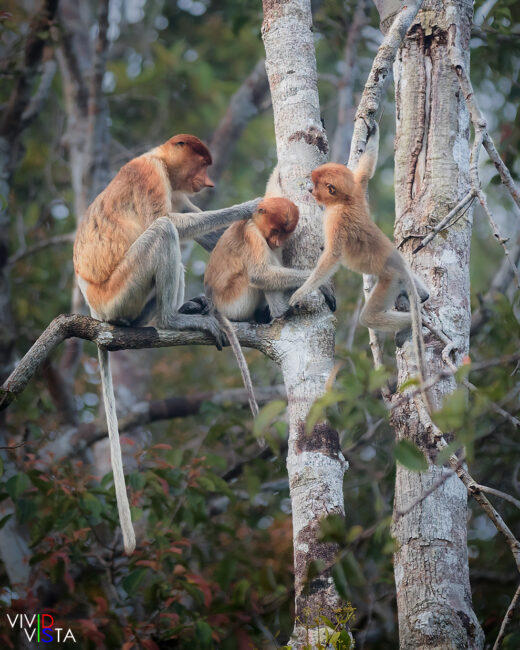 Proboscis Monkey mother grooms her offspring in Tanjung Puting NP, Borneo, Indonesia 1F0A1411-1240_vividvista