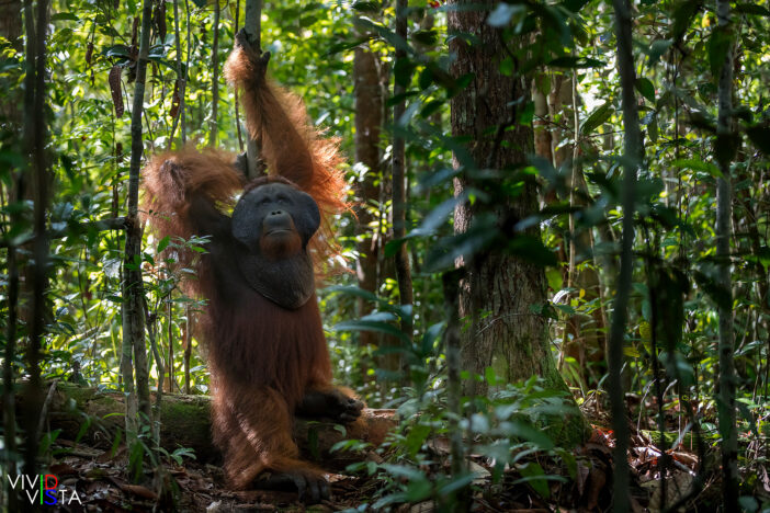 A male Orang Utan leans on a tree on the jungle floor and gazes into the distance in Tanjung Puting NP, Borneo, Indonesia 1F0A1587-1240_vividvista