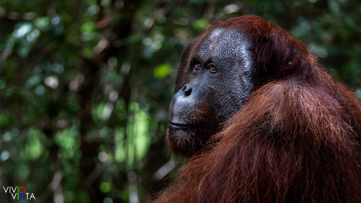 A male Orang Utan looks over in Tanjung Puting NP on Borneo, Indonesia 1F0A1898-1240_vividvista