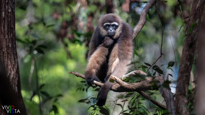 Agile Gibbon, Tanjung Puting NP, Borneo, Indonesia 1F0A2096_vividvista