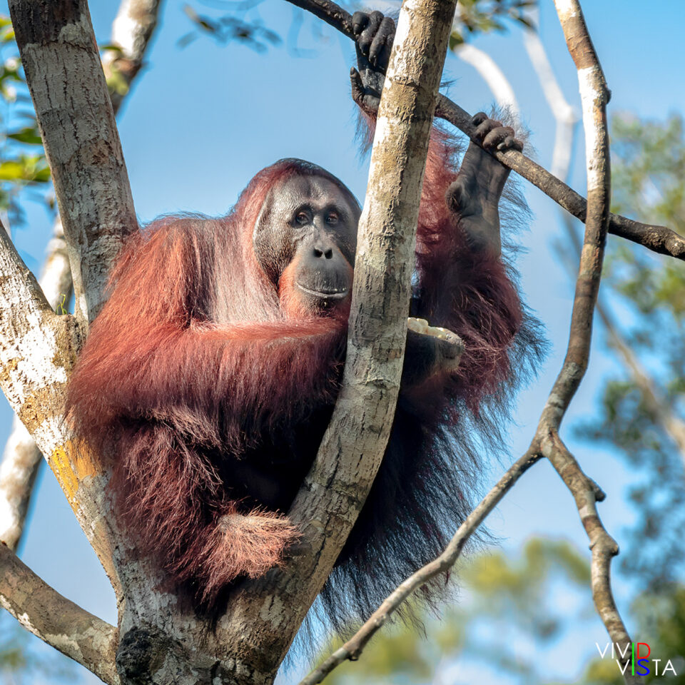 Orang Utan, Tanjung Puting NP, Borneo, Indonesia 1F0A2198-1240_vividvista