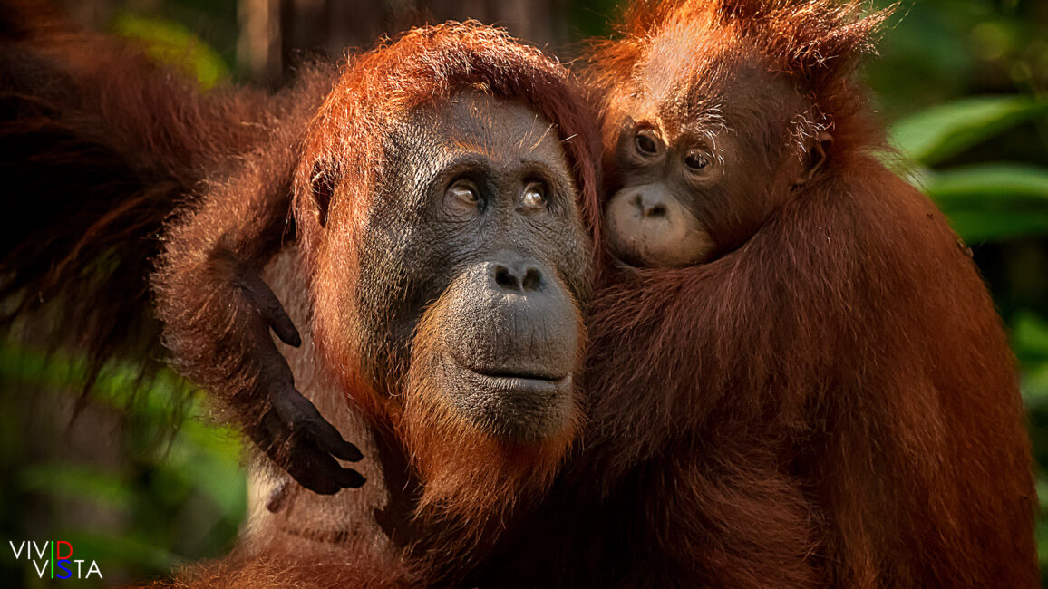 Orang Utan mother looking back over her shoulder at her baby in Tanjung Puting NP, Borneo, Indonesia 1F0A2234-1240_vividvista