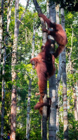 Orang Utan mother with her two protégés giving a hand to the little one in Tanjung Puting NP, Indonesia 1F0A2374-1240_vividvista