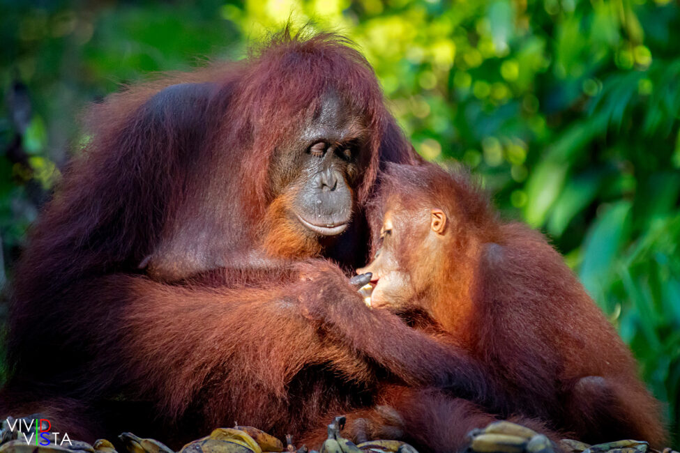 An Orang Utan mother feeds her baby bananas in Tanjung Puting NP on Borneo in Indonesia 1F0A2391-1240_vividvista