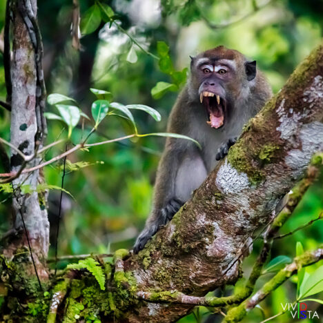 Long-tailed Macaque, Tanjung Puting NP, Borneo, Indonesia 1F0A2431-1240_vividvista