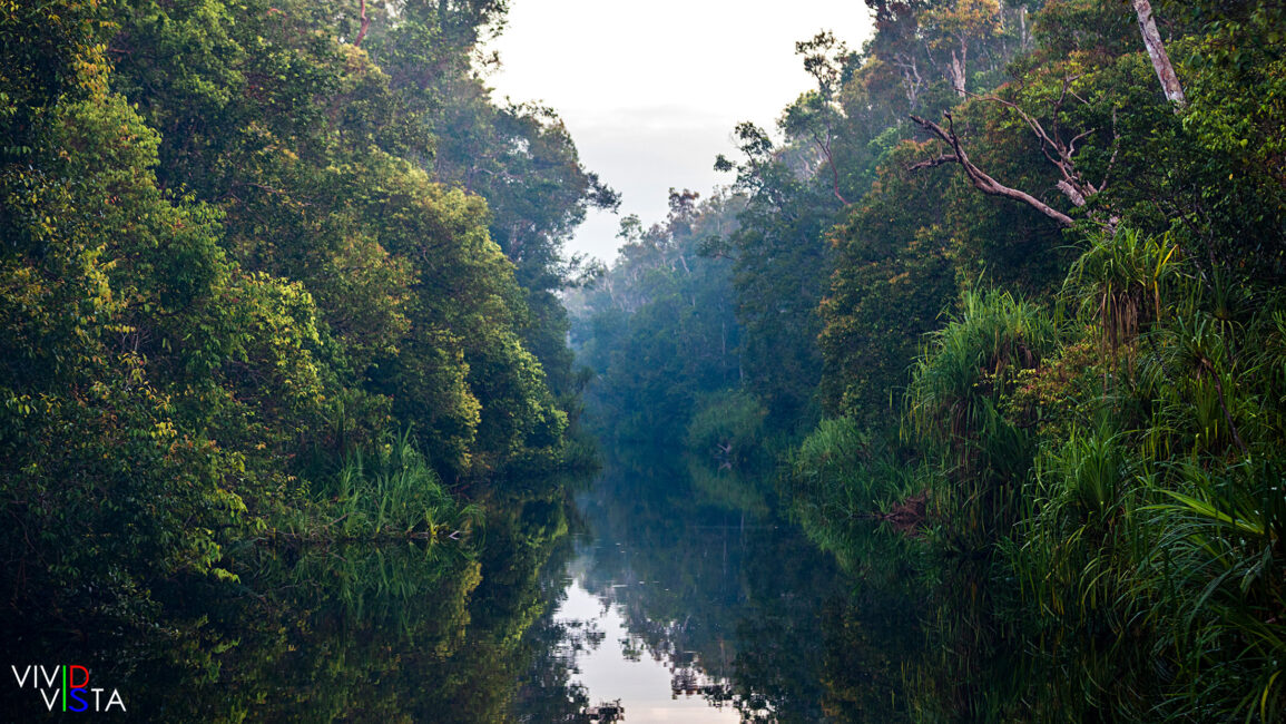 Sekonyer River, Tanjung Puting NP, Borneo, Indonesia 1F0A2440-1240_vividvista