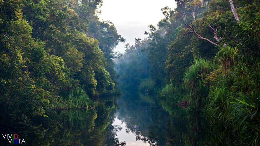 Sekonyer River, Tanjung Puting NP, Borneo, Indonesia 1F0A2440-1240_vividvista