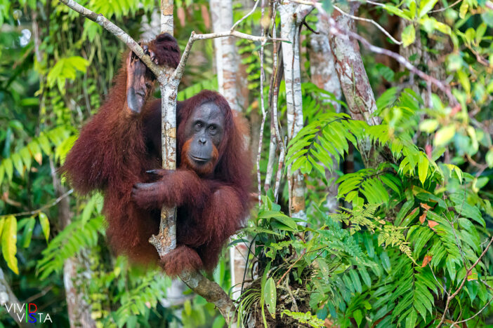 Orang Utan, Tanjung Puting NP, Borneo, Indonesia 1F0A2488-1240_vividvista