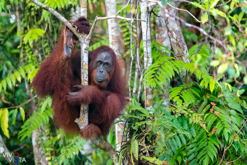 Orang Utan, Tanjung Puting NP, Borneo, Indonesia 1F0A2488-1240_vividvista