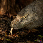 Komodo Dragon, Komodo NP, Indonesia 1F0A8703-b_vividvista
