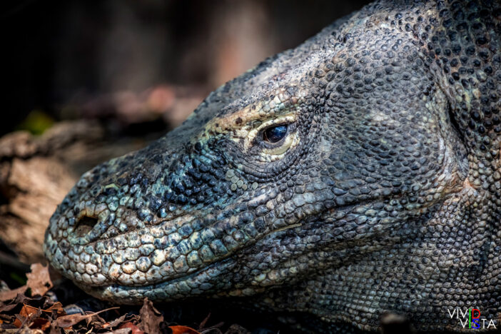 Komodo Dragon, Komodo NP, Indonesia 1F0A8718-1240_vividvista