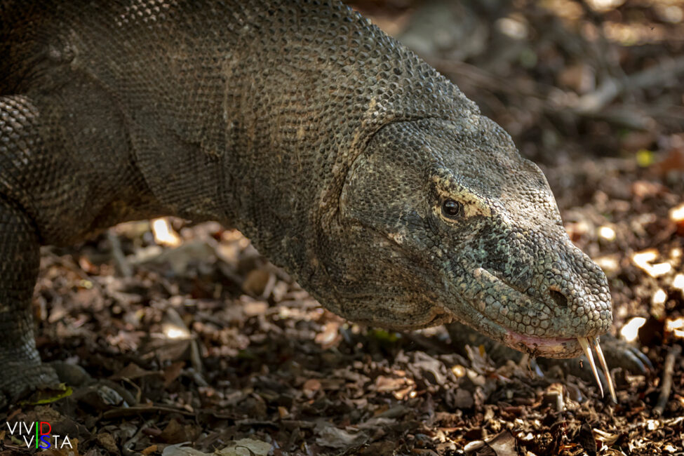 Komodo Dragon, Komodo NP, Indonesia 1F0A8734-1240_vividvista