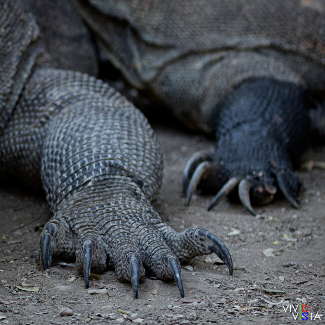 1F0A9190-b-1240_vividvista Komodo Dragon Claws, Komodo NP, Indonesia