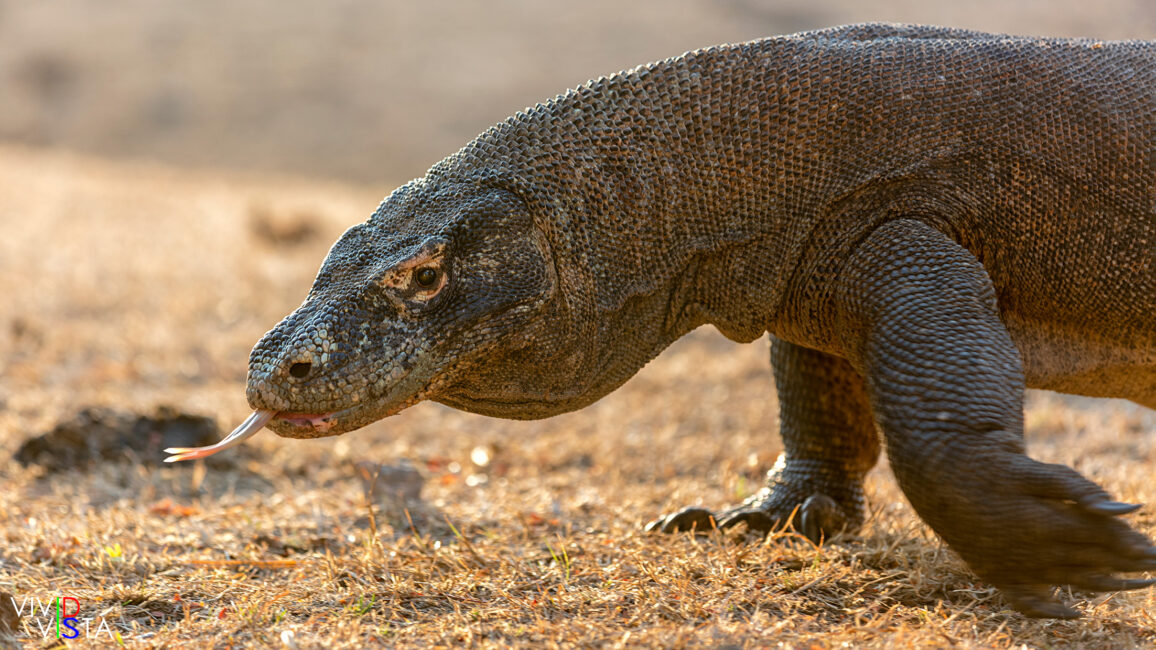 Komodo Dragon, Komodo NP, Indonesia 1F0A9355-1240_vividvista
