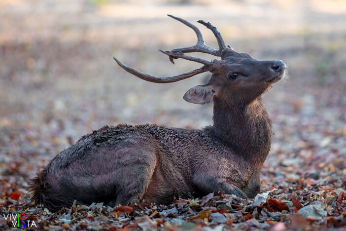 1F0A9426-1240_vividvista Timor Deer, Komodo NP, Indonesia