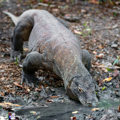 Komodo Dragon, Komodo NP, Indonesia 1F0A9489-1240_vividvista