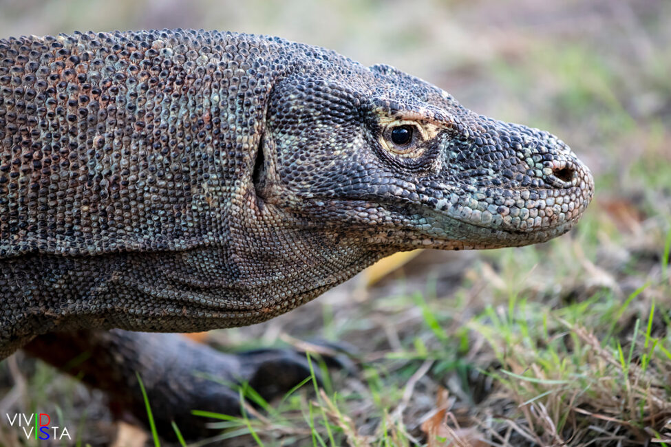 Komodo Dragon, Komodo NP, Indonesia 1F0A9553-1240_vividvista