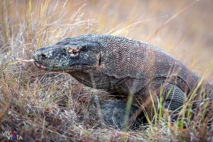 Komodo Dragon, Komodo NP, Indonesia 1F0A9640-1240_vividvista