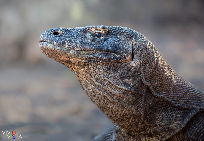 Komodo Dragon, Komodo NP, Indonesia 1F0A9692-2-b_vividvista