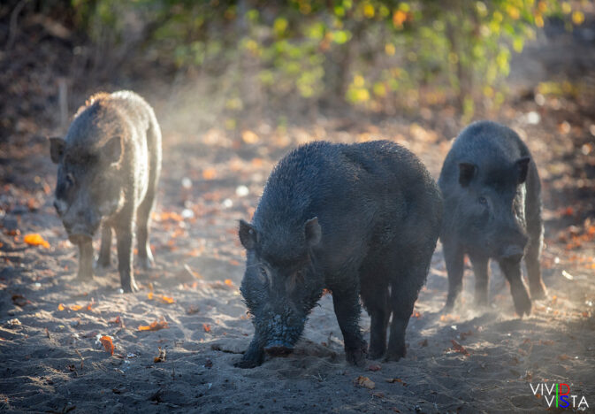 A group of Banded Pigs stop to stay out of reach of the Komodo Dragons on Komodo Island, Indonesia 1F0A9701-1240_vividvista