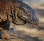 A Komodo Dragon salivates on Komodo Island, Indonesia 1F0A9727-b_vividvista