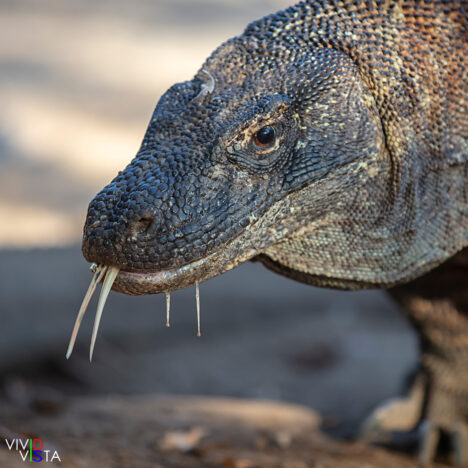 Komodo Dragon, Komodo NP, Indonesia 1F0A9745-web_vividvista