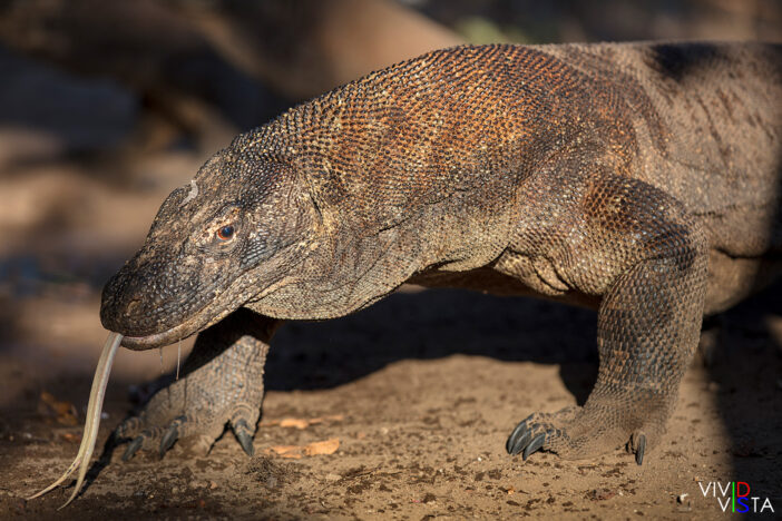 1F0A9765-1240_vividvista Komodo Dragon, Komodo NP, Indonesia