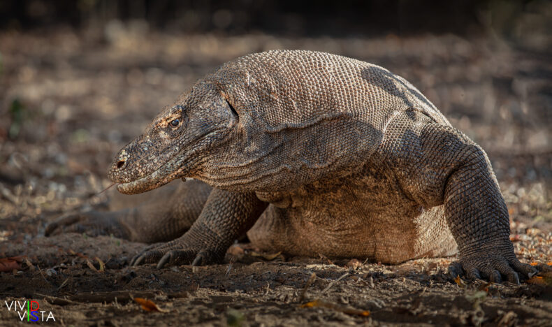 Komodo Dragon on Komodo Island, Indonesia 1F0A9872-b_vividvista
